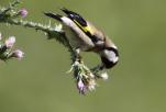 Fringillidae