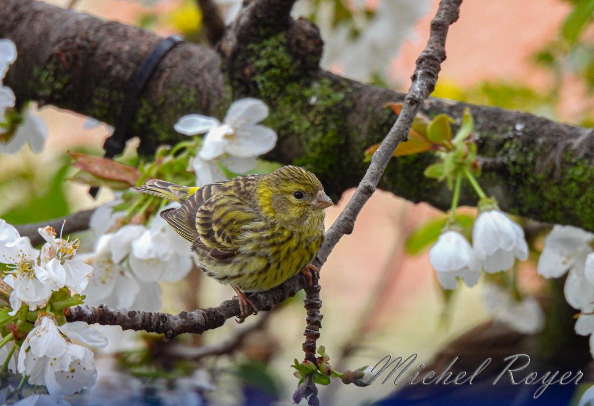 Cerisier et ses habitués.