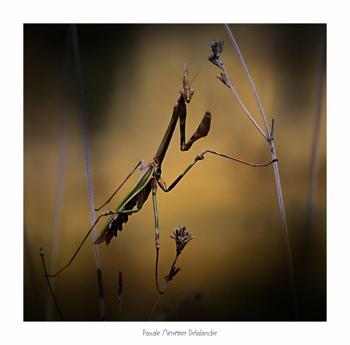Empuse commune imago ♀ - Empusa pennata.