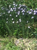 Lin au potager - juin 2011