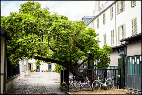 auprès de mon Arbre ...