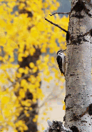 La randonnée du 26 mars à Argences