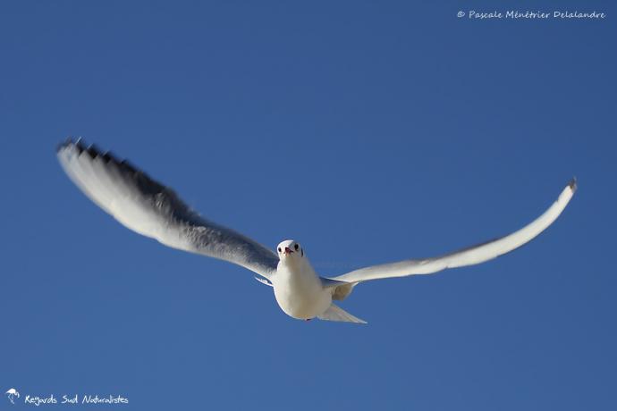 Mouette rieuse