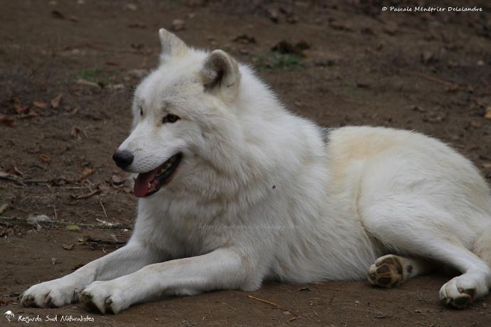 Loups arctiques (Canis lupus arctos)