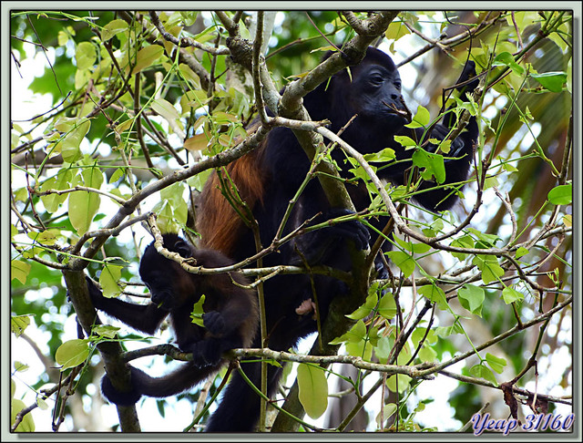Blog de images-du-pays-des-ours : Images du Pays des Ours (et d'ailleurs ...), Singes Hurleurs: ma maman et moi - Parc National de Cahuita - Puerto Viejo de Talamanca - Costa Rica