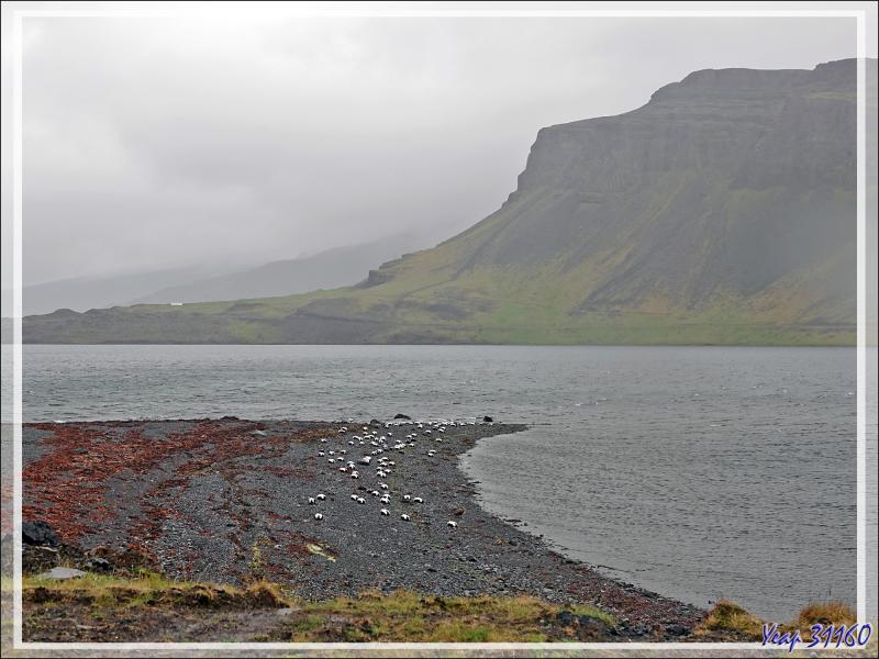 08/06/2023 : la découverte du fjord Hvalfjordur se poursuit sous une pluie battante, paysage quasi inexistant car nous baignons dans la brume - Islande