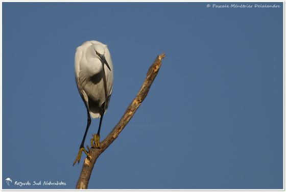 Aigrette garzette