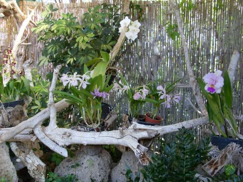 Fleurs des Canaries (3 )