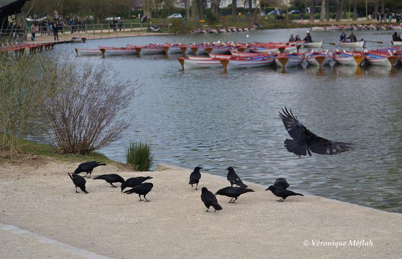 Lac Daumesnil, bois de Vincennes : la corneille noire ...suite