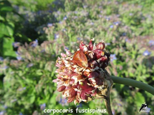 Culture conventionnelle, bio, naturelle, permaculture, comment s'y retrouver ?   