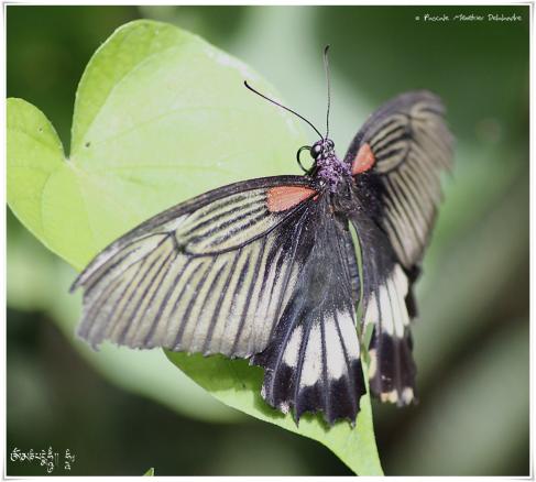 Papilio memnon ou le Grand Mormon - Papilionidae