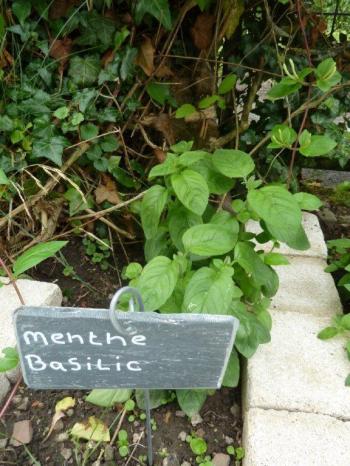 la menthe