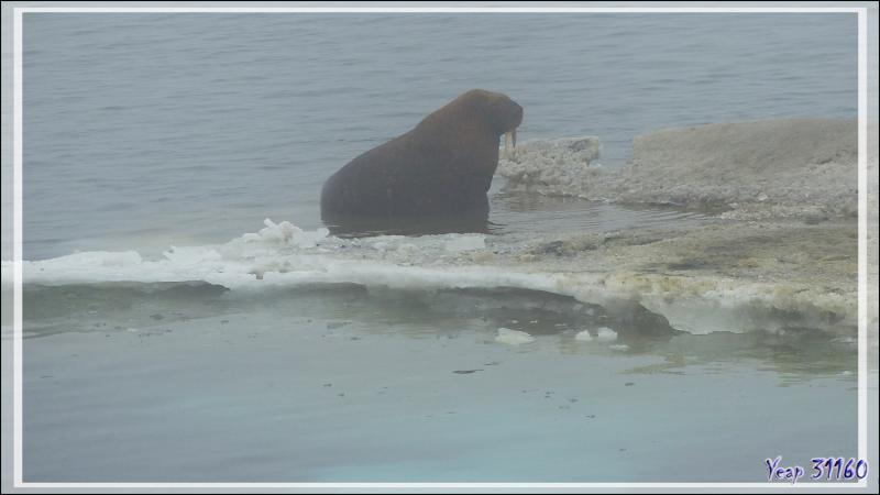 Plus loin, dans la brume, d'autres Morses, Walrus (Odobenus rosmarus) - Mer des Tchouktches - Alaska