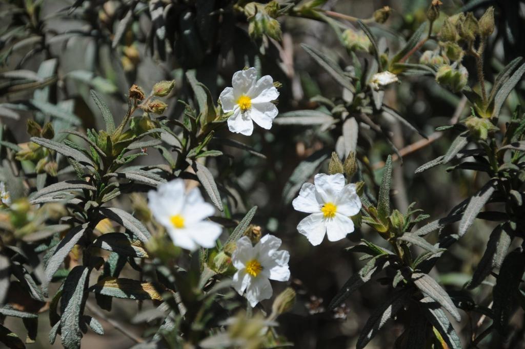 Les quelques fleurs rencontrées sur l'île de Porquerolles !