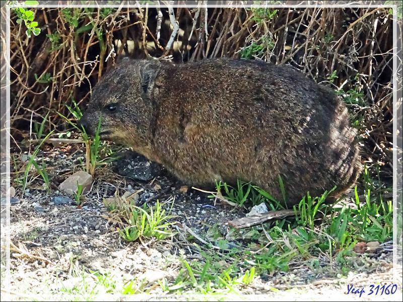 Daman des rochers, Daman du Cap, Rock rabbit, Cape hyrax, Dassie (Procavia capensis) - Camps Bay - Cape Town - Afrique du Sud