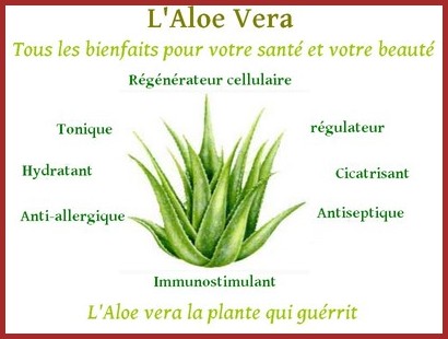 Plantes Energies.