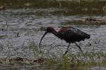 Threskiornithidae