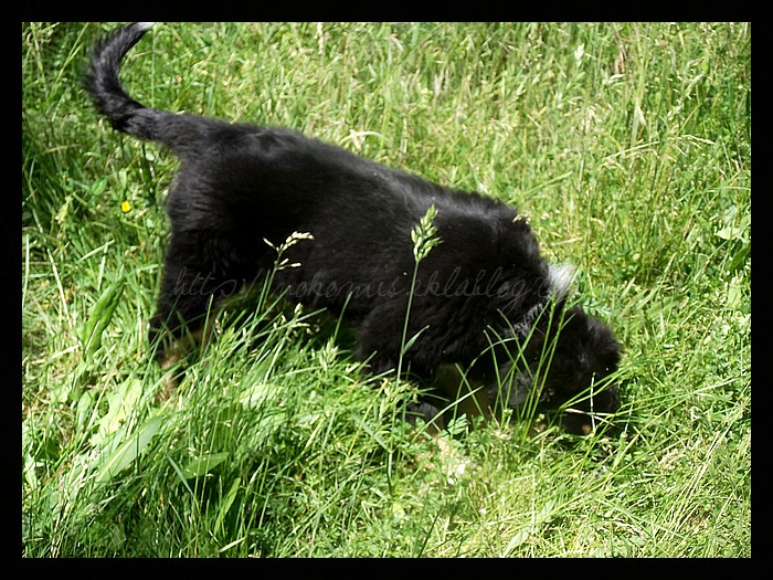 Tranches de vie d'un Australian Shepherd
