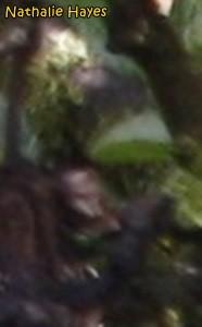 La Page de Nathalie Hayes