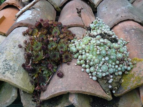 Fleurs cultivées : Joubarbe