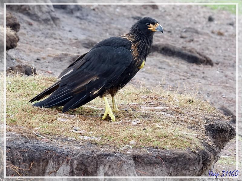 Caracara austral, Striated Caracara (Phalcoboenus australis) - Grave Cove - West Falkland (Malvinas, Malouines) - Grande-Bretagne