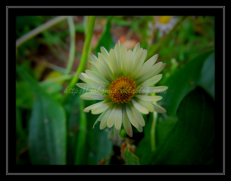 Fleurs soleils...