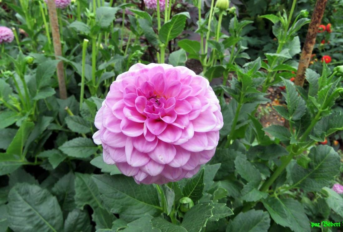 des fleurs de dahlias 