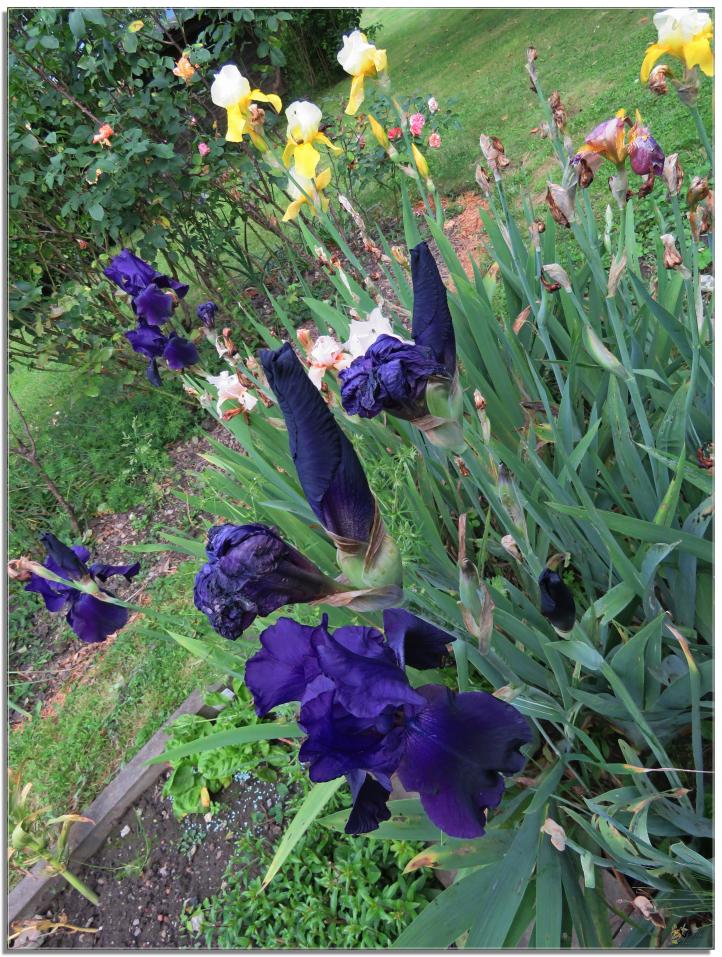 ENTRE  DEUX  AVERSES  AU  JARDIN 