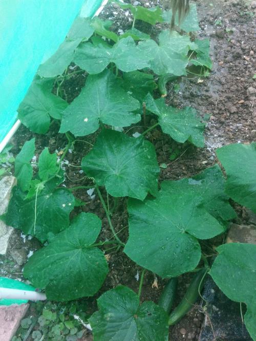 Le jardin qui pousse... Bien...