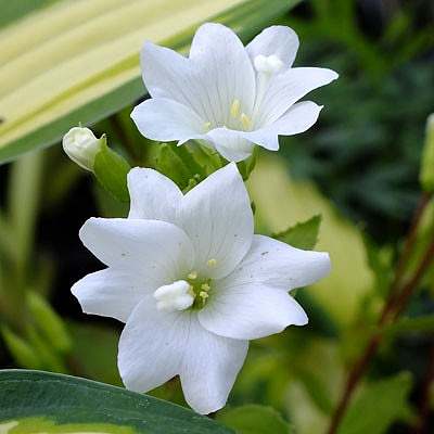 Fleurs cultivées : Epilobe