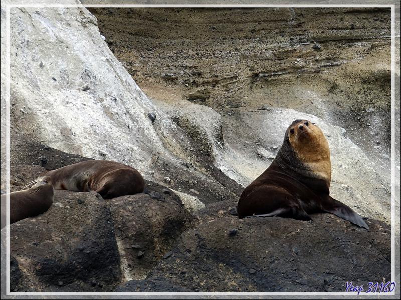 Otarie à fourrure subantarctique, ou Otarie d'Amsterdam, Subandata:text/mce-internal,%3Cimg%20src%3D%22http%3A//eklatarctic fur seal (Arctocephalus tropicalis ) - Nightingale Island - Tristan da Cunha