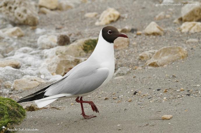 Mouette rieuse