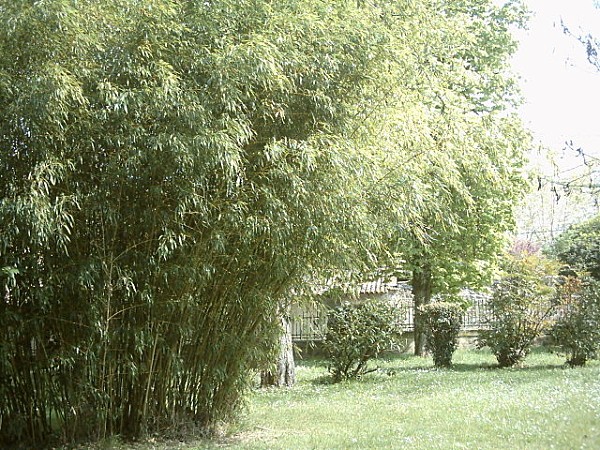 lejardindejeanmariebambou.jpg