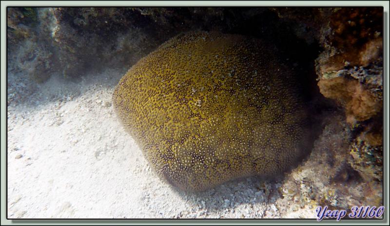 Plongée en apnée dans le lagon : Coussin de Requin (Culcita schmideliana) - Moorea - Polynésie française