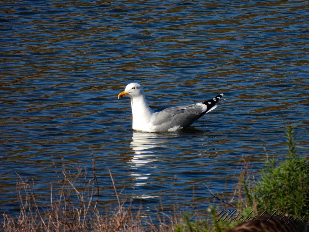 L'Etang du Pacage (2ème partie)