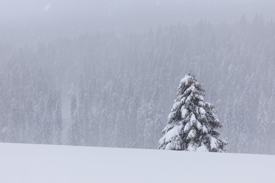 Sapin dans la neige