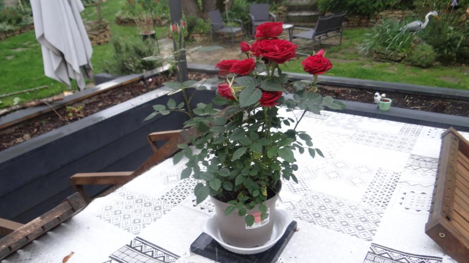 Rosier Miniature 'Ruby Ruby ' de Portarieu