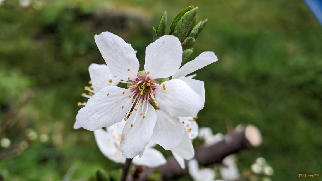 Les fleurs du moment et ++