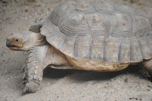 (1) La tortue sillonnée.