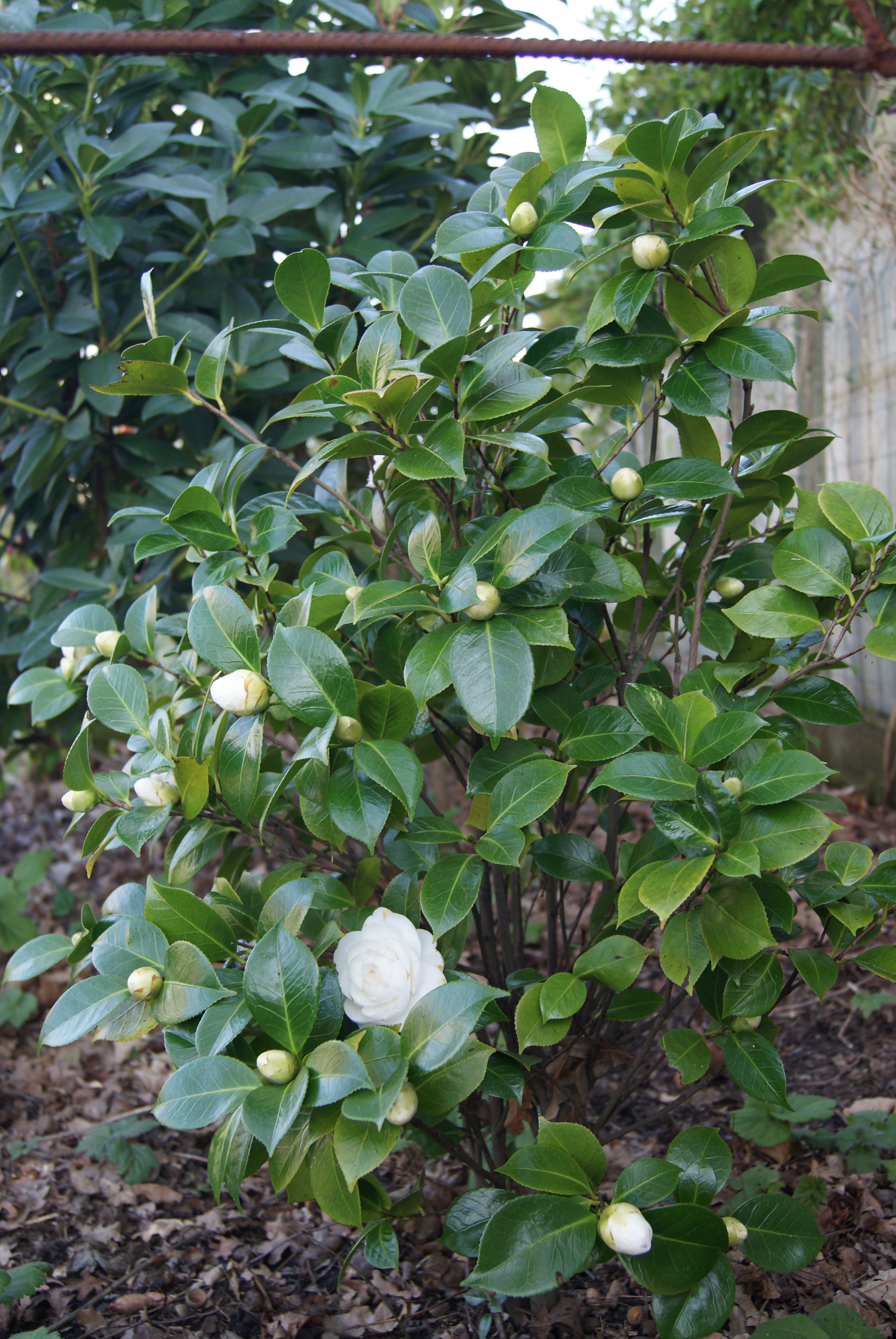 Camellia japonica blanc ' Albear ' - Sable émouvant