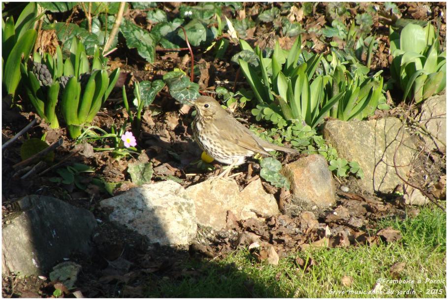 Grive musicienne du jardin - 2015
