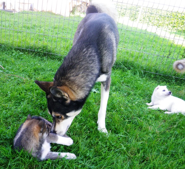 4 semaines: Les chiots et la meute