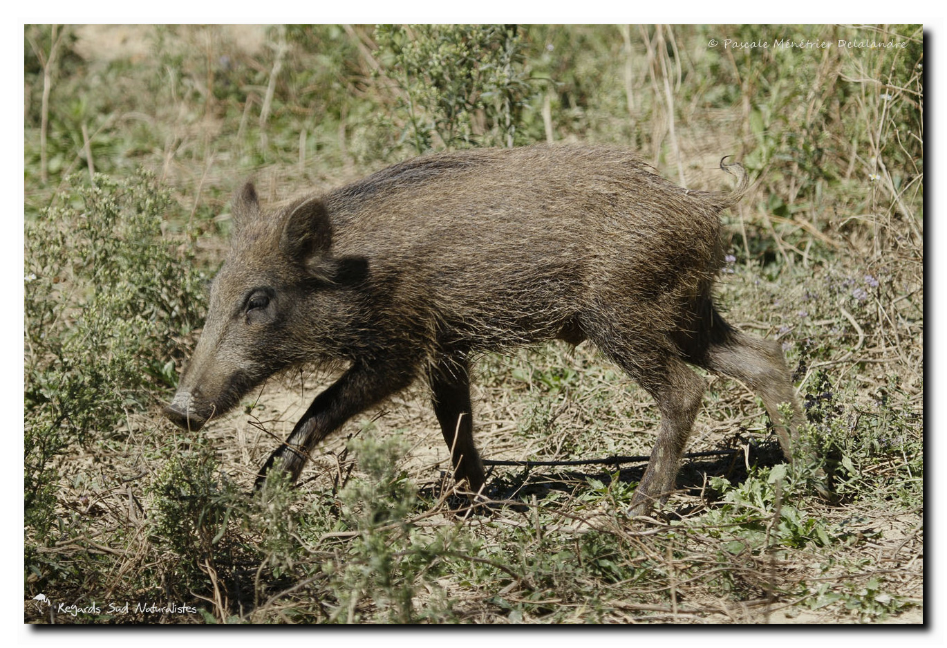 Sangliers ou cochons sauvages - Sus scrofa