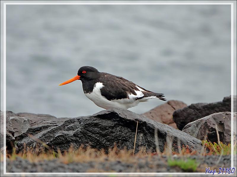 08/06/2023 : la découverte du fjord Hvalfjordur se poursuit sous une pluie battante, paysage quasi inexistant car nous baignons dans la brume - Islande