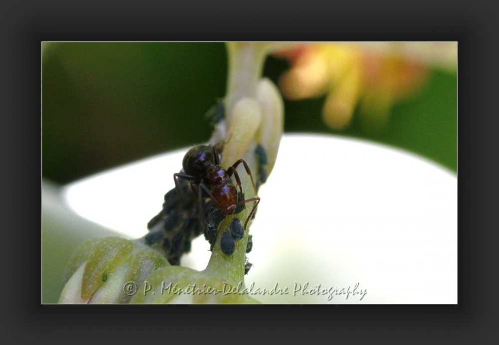 Fourmis et pucerons...