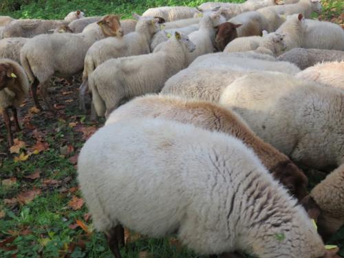 La transhumance des moutons à Malesherbes