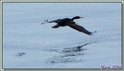 Le vol des Cormorans impériaux pris du balcon de notre cabine de l'Austral - Entre Saunders Island et Wooly Gut - Falkland Islands, Iles Malouines, Islas Malvinas