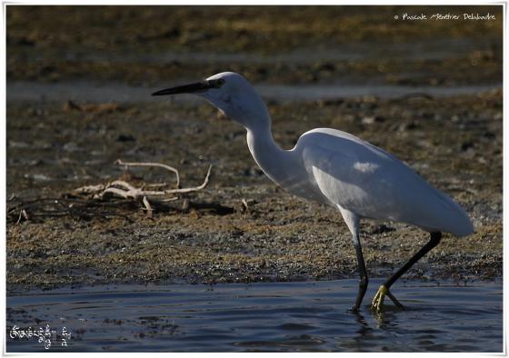 Aigrette garzette - Egretta garzetta - Little Egret