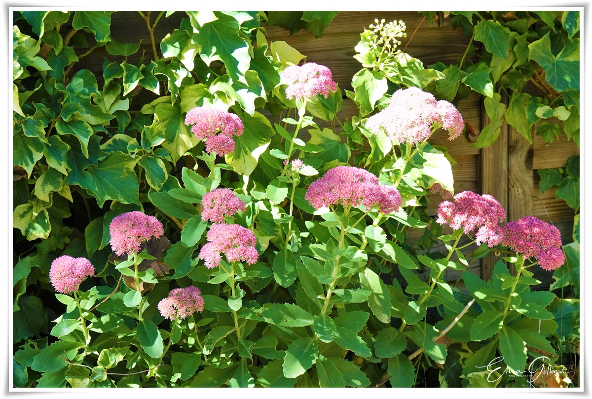 Cactées et Succulentes