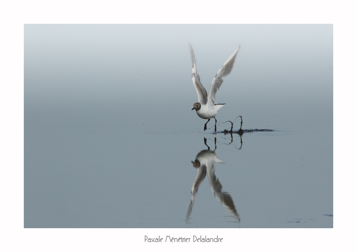 Mouettes rieuses sur le Méjean